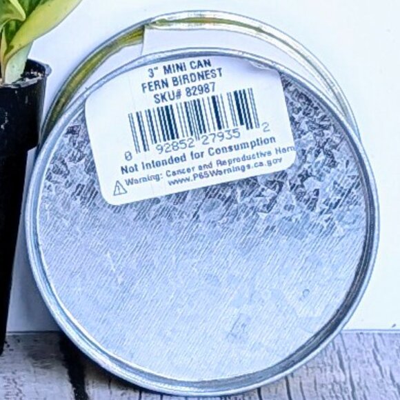 🌿 Trader Joe's 3" Mini Can Food Planter w/ Foliage -NWT - Picture 6 of 6